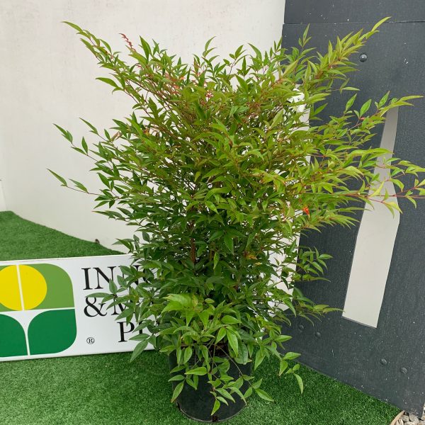 Nandina domestica  (Nandina/Nebeški bambus)