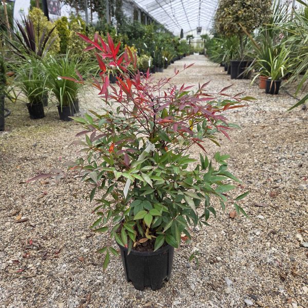 Nandina domestica  (Nandina/Nebeški bambus)