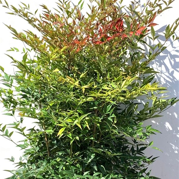 Nandina domestica  (Nandina/Nebeški bambus)