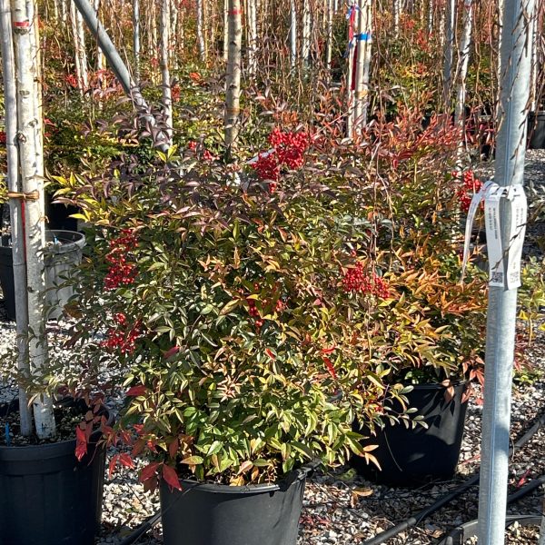 Nandina domestica  (Nandina/Nebeški bambus)