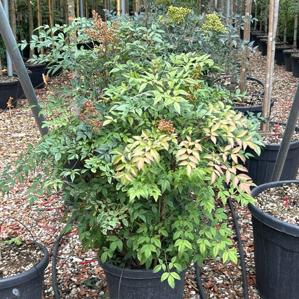 Nandina domestica  (Nandina/Nebeški bambus)
