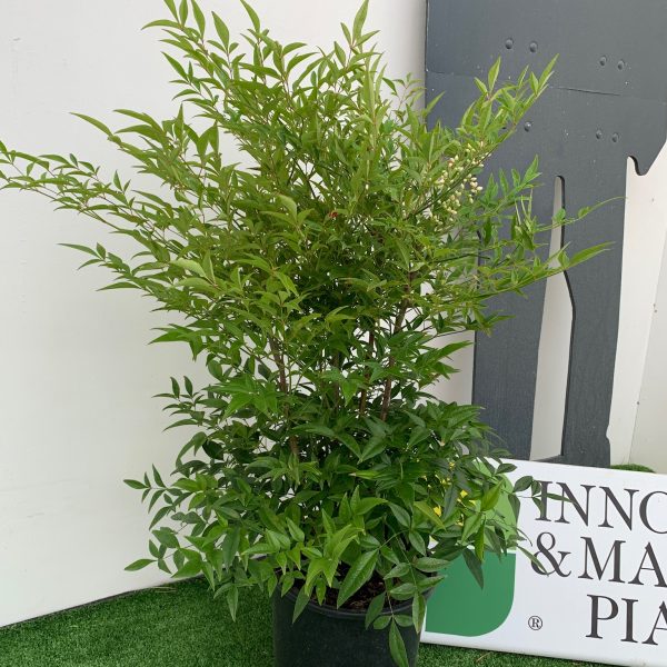 Nandina domestica  (Nandina/Nebeški bambus)