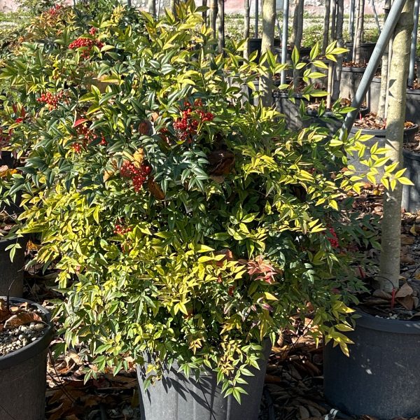 Nandina domestica  (Nandina/Nebeški bambus)