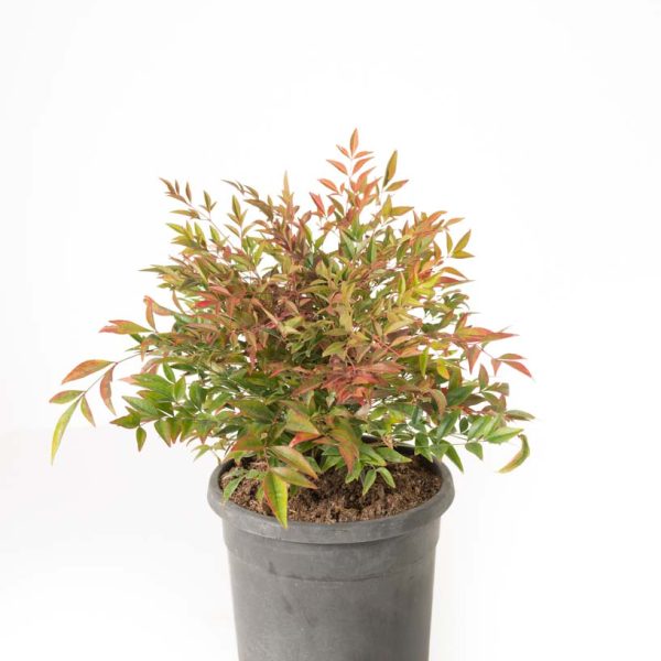 Nandina domestica ‘Obsessed’ (Nandina/Nebeški bambus)