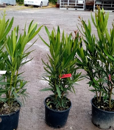 Nerium oleander 'BIANCO SEMPLICE' NEOLBISE-I-8051838162943