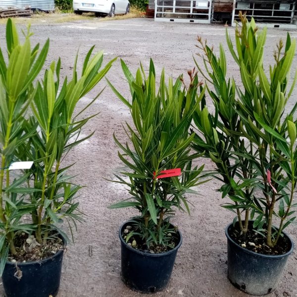 Nerium oleander 'BIANCO SEMPLICE' NEOLBISE-I-8051838162943