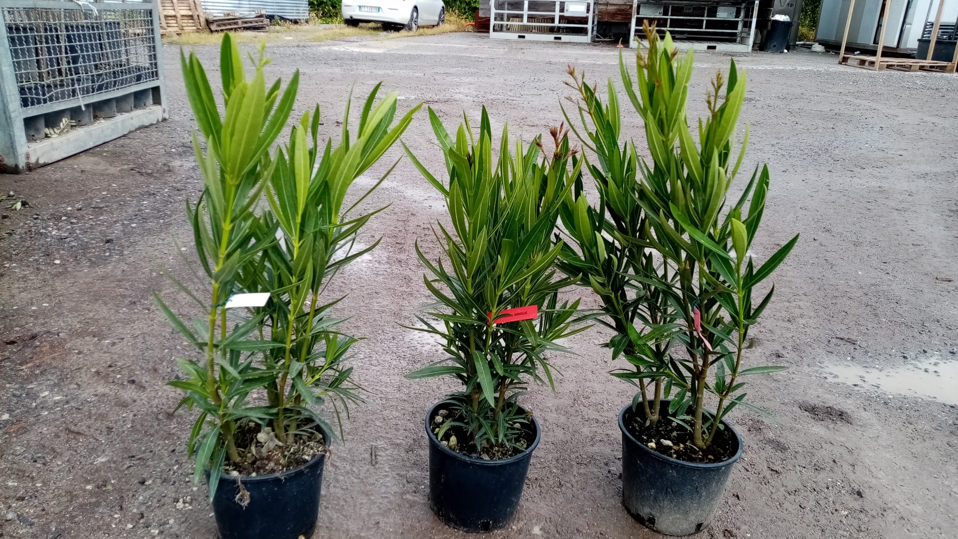 NEOLBISE-I-8051838162943 Nerium oleander 'BIANCO SEMPLICE' NEOLBISE-I-8051838162943