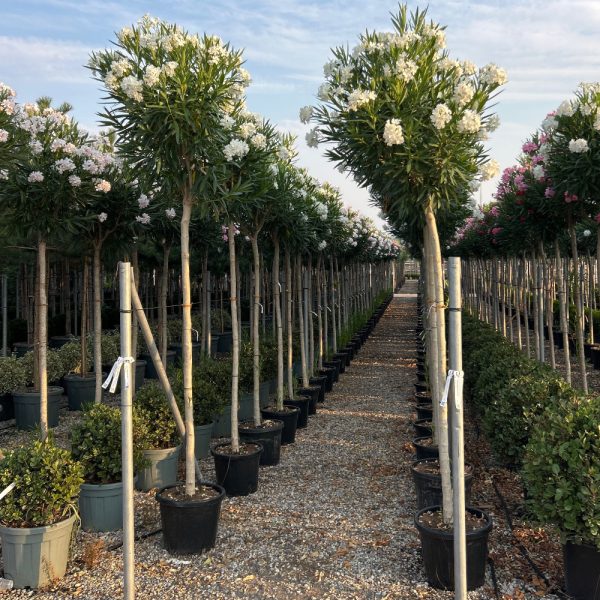 Nerium oleander 'BIANCO SEMPLICE'