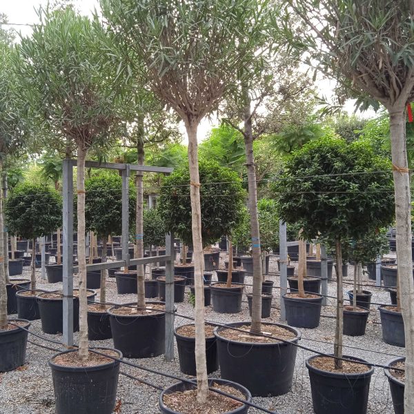 Nerium oleander 'ROSA SEMPLICE'