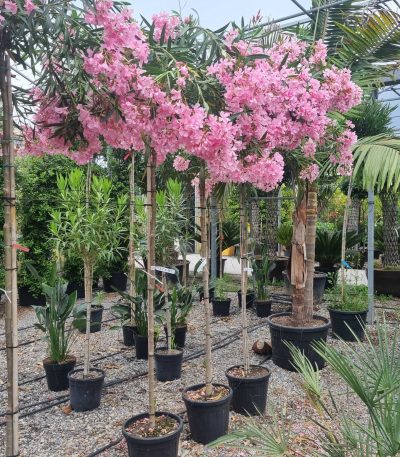 Nerium oleander 'ROSA SEMPLICE' NEOLROSE-I-8051838526899