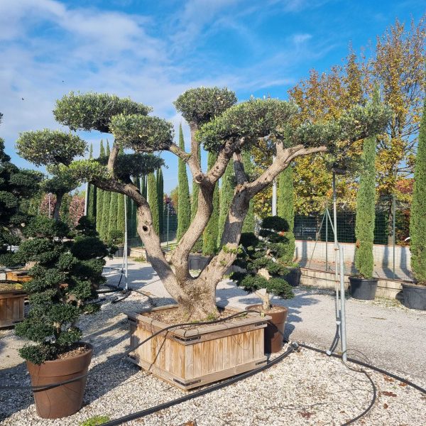 Olea Europaea (Oliva)