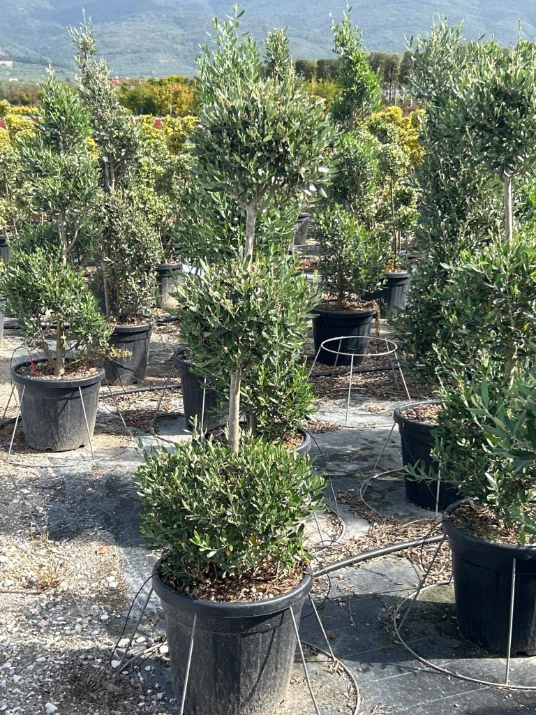 Olea Europaea (Oliva)