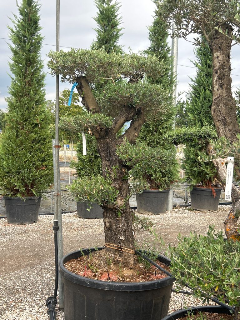 Olea Europaea (Oliva)