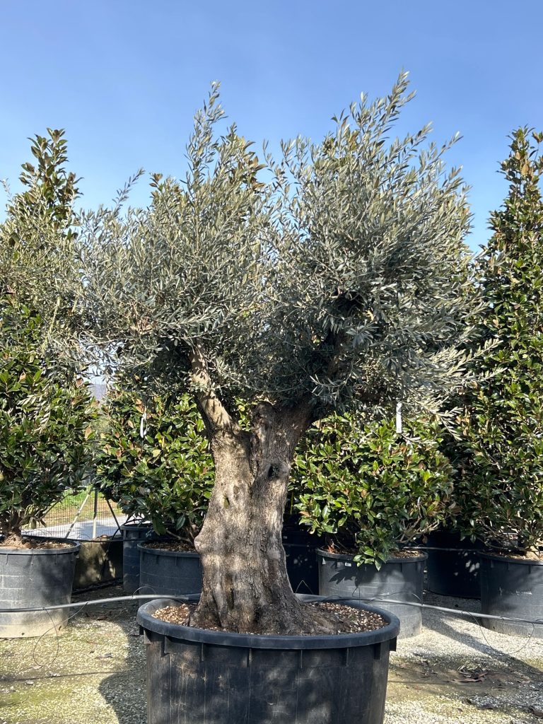 Olea Europaea (Oliva)