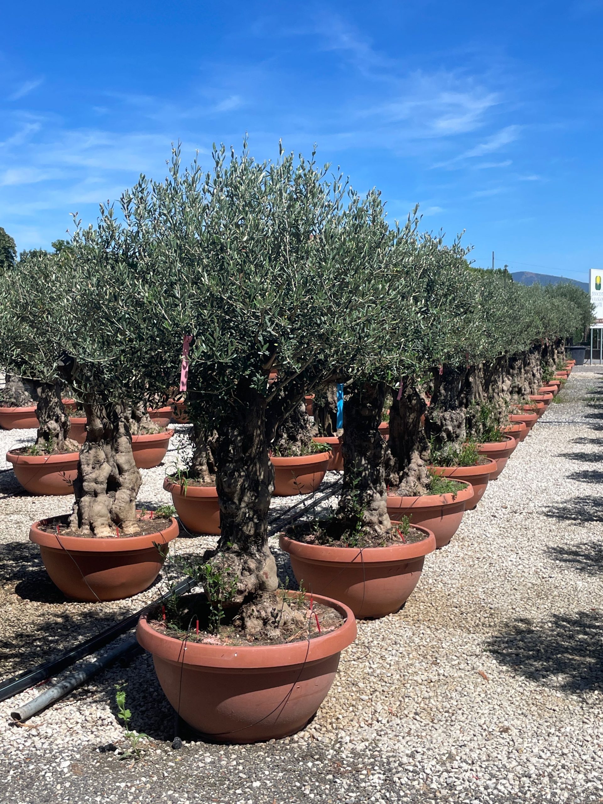 OLEUBONSAI-I-8051838340723 Olea europaea OLEUBONSAI-I-8051838340723