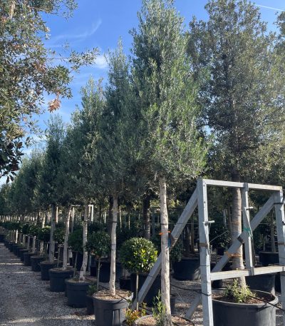 Olea europaea 'CIPRESSINO' OLEUCI-I-8051838688948