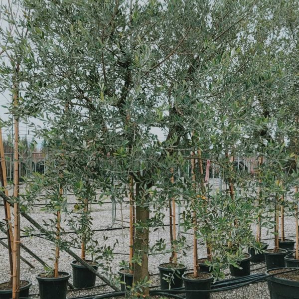 Olea europaea 'FORMA TOSCANA' OLEUFOTOST-I-8051838126334