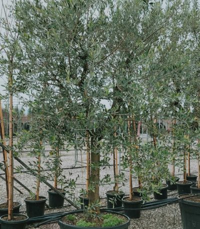 Olea europaea 'FORMA TOSCANA' OLEUFOTOST-I-8051838126334