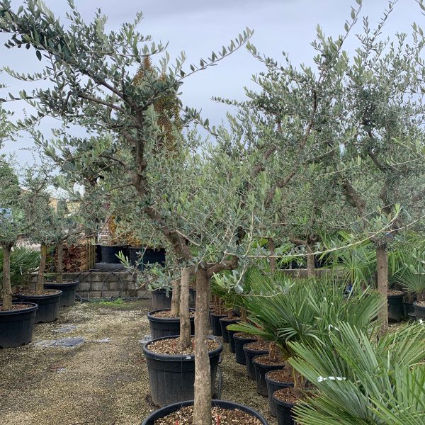 Olea europaea 'FORMA TOSCANA'