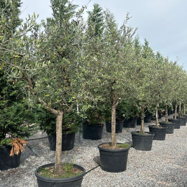 Olea europaea 'FORMA TOSCANA'