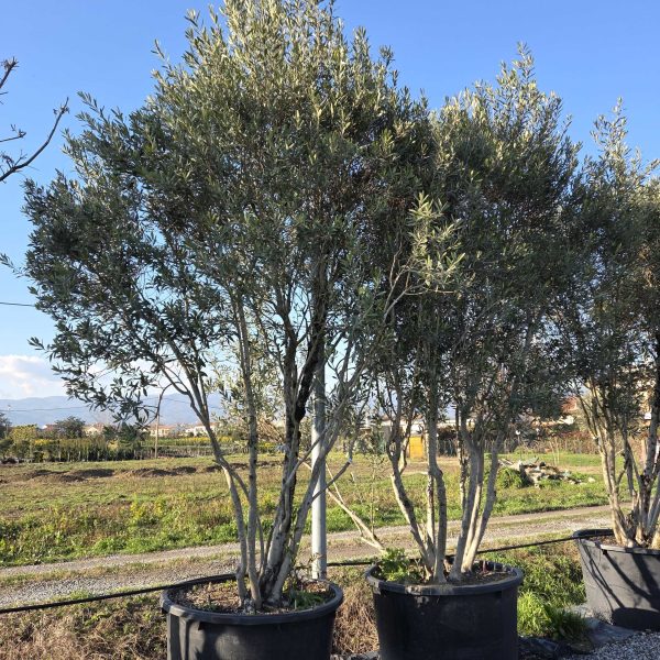 Olea europaea
