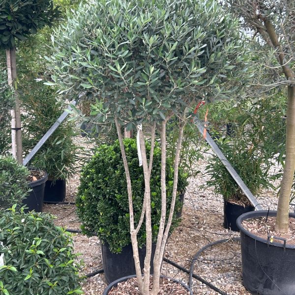 Olea europaea