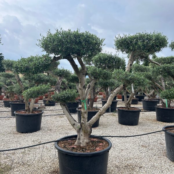 Olea europaea  (Oljka PON-PON)
