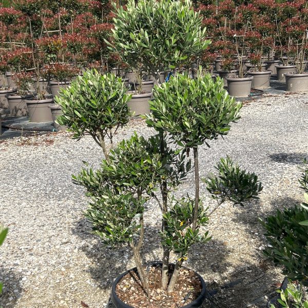 Olea europaea  (Oljka PON-PON)
