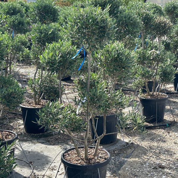 Olea europaea  (Oljka PON-PON)