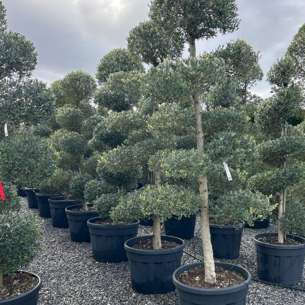 Olea europaea  (Oljka PON-PON)