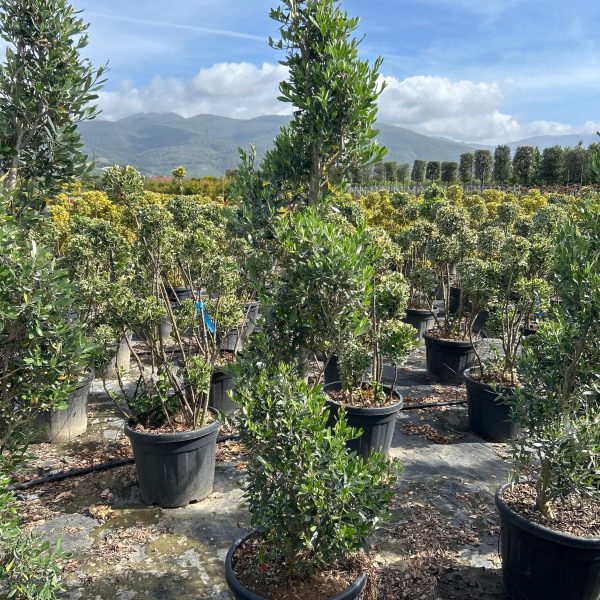 Olea europaea OLEUSPIRAL-I-8051838591699