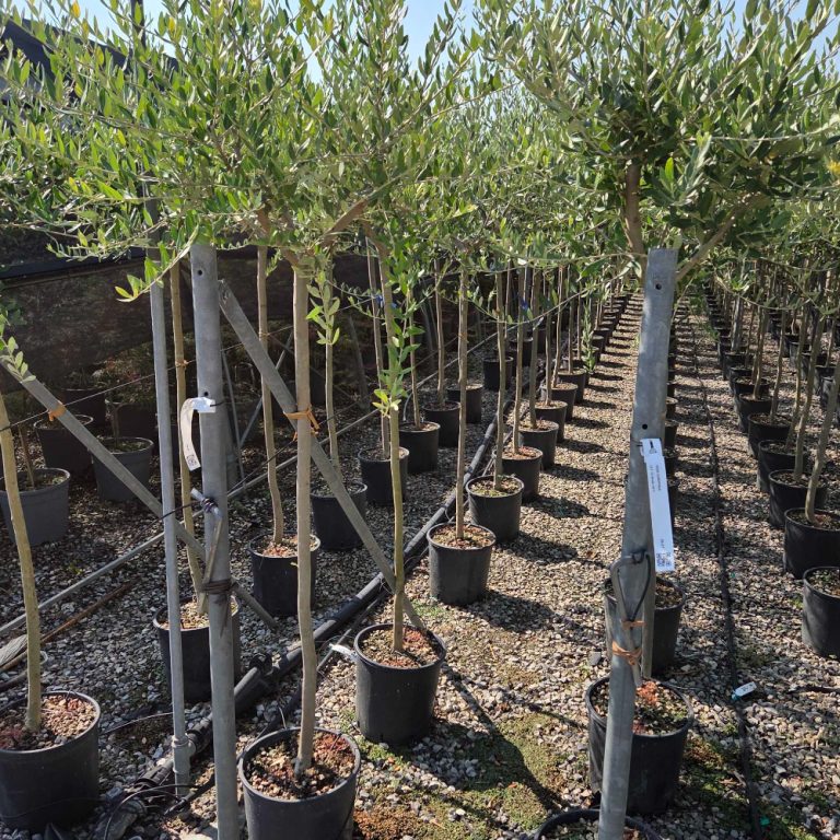 Olea europaea (Oljka)