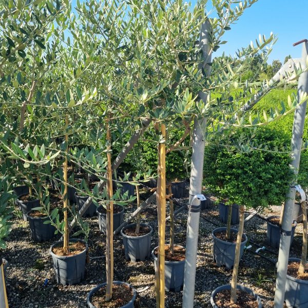 Olea europaea (Oljka)
