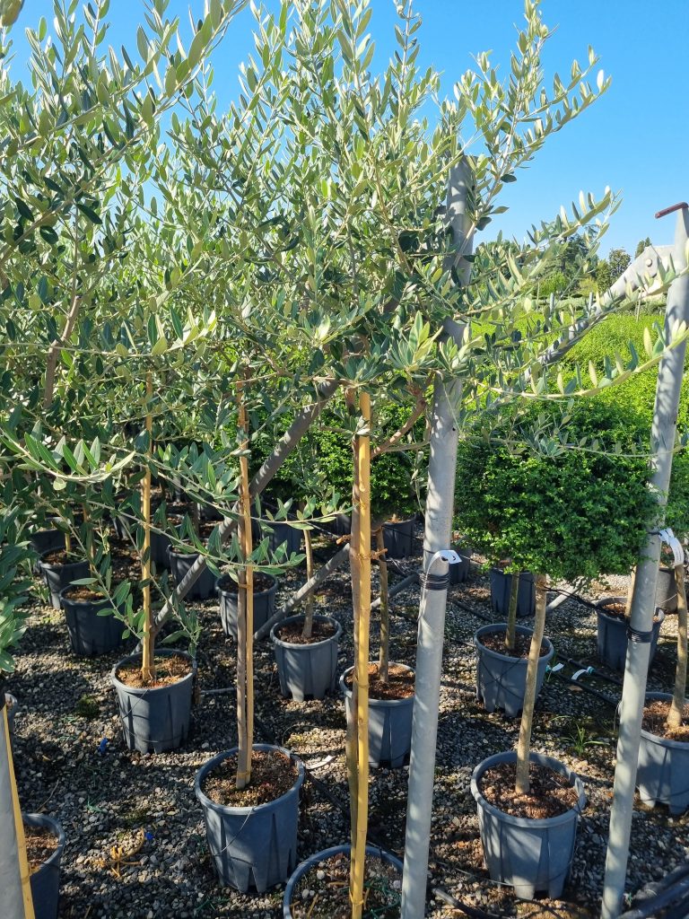 Olea europaea (Oljka)