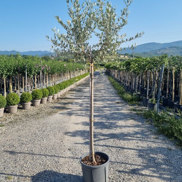 Olea europaea (Oljka)
