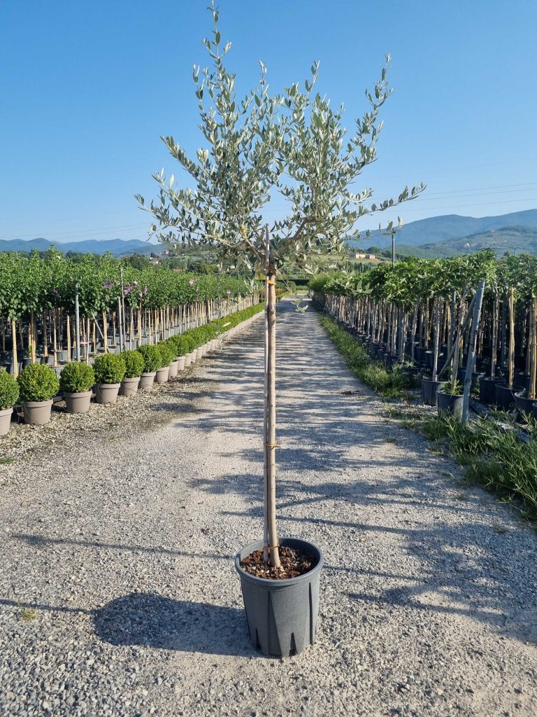 Olea europaea (Oljka)