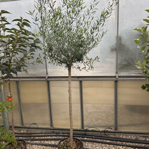 Olea europaea (Oljka)
