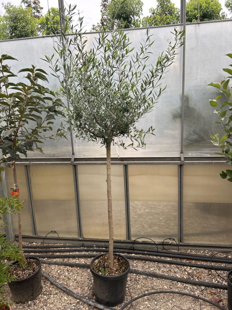 Olea europaea (Oljka)