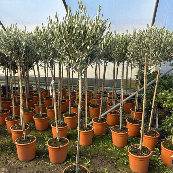 Olea europaea (Oljka)