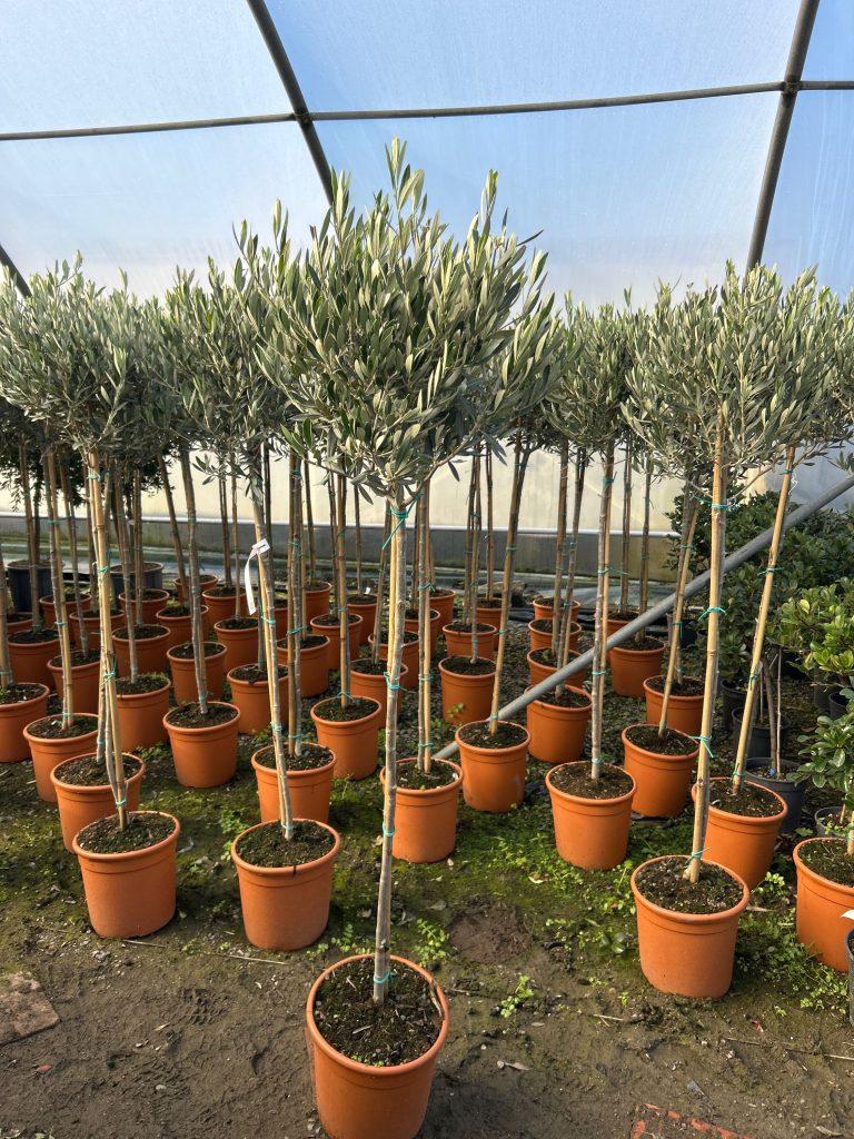 Olea europaea (Oljka)