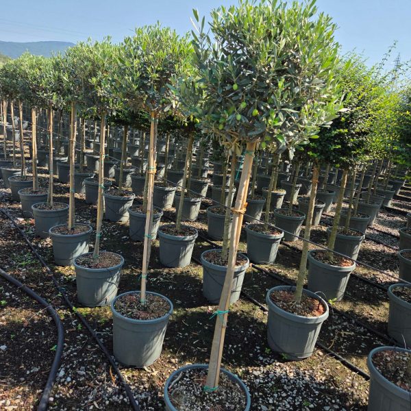 Olea europaea (Oljka)