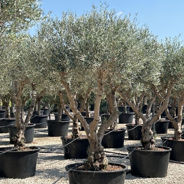Olea europaea (Oljka)