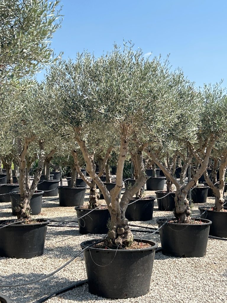 Olea europaea (Oljka)