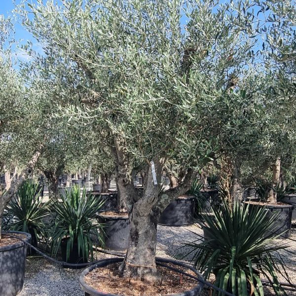 Olea europaea (Oljka)