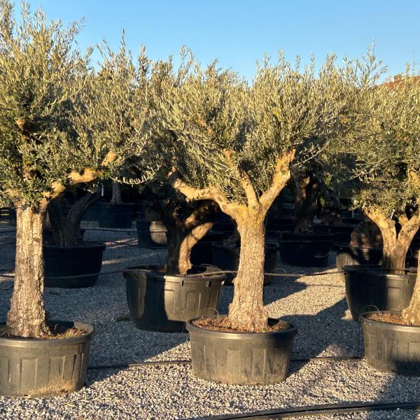 Olea europaea (Oljka)