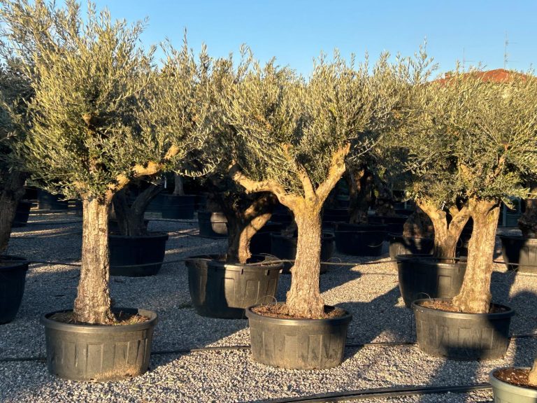 Olea europaea (Oljka)