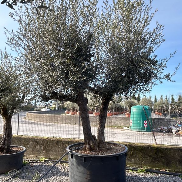 Olea europaea (Oljka)