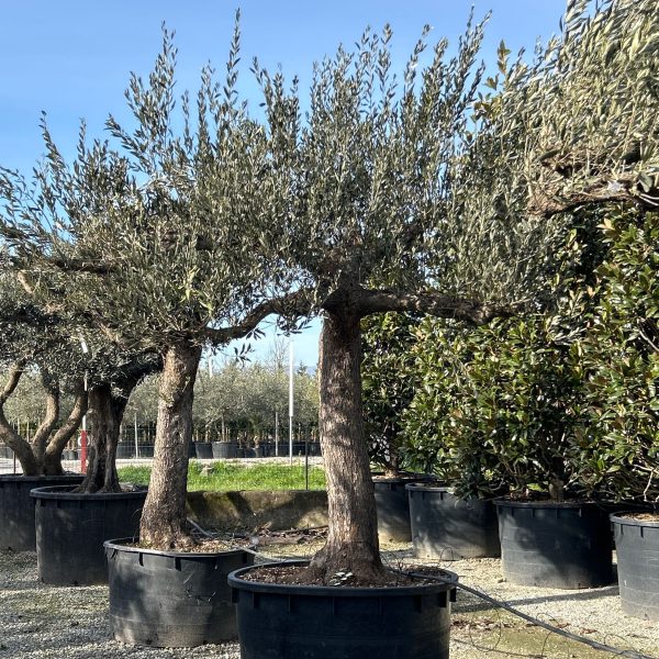 Olea europaea (Oljka)