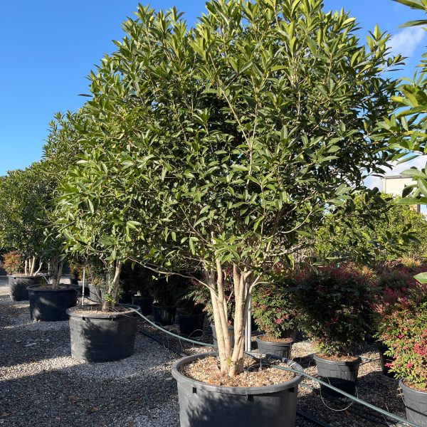 Osmanthus armatus (Osmanthus – Večdebelno)