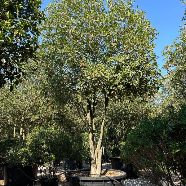 Osmanthus armatus OSARMULTI-I-8051838603248
